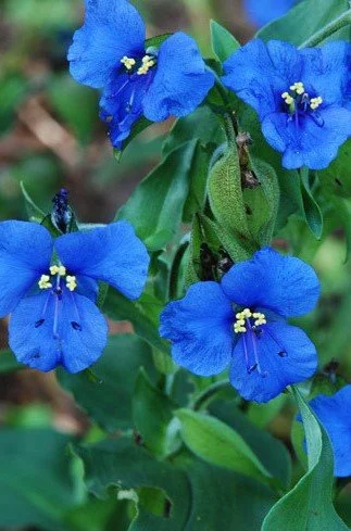 Commelina tuberosa.jpg