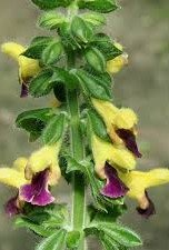 Salvia bulleyana.jpg
