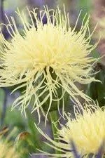 Centaurea ruthenica.jpg