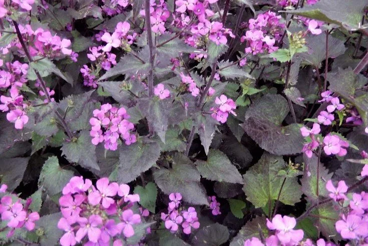 Lunaria annua _Chedglow_.jpg