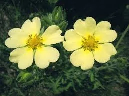 Potentilla recta.jpg