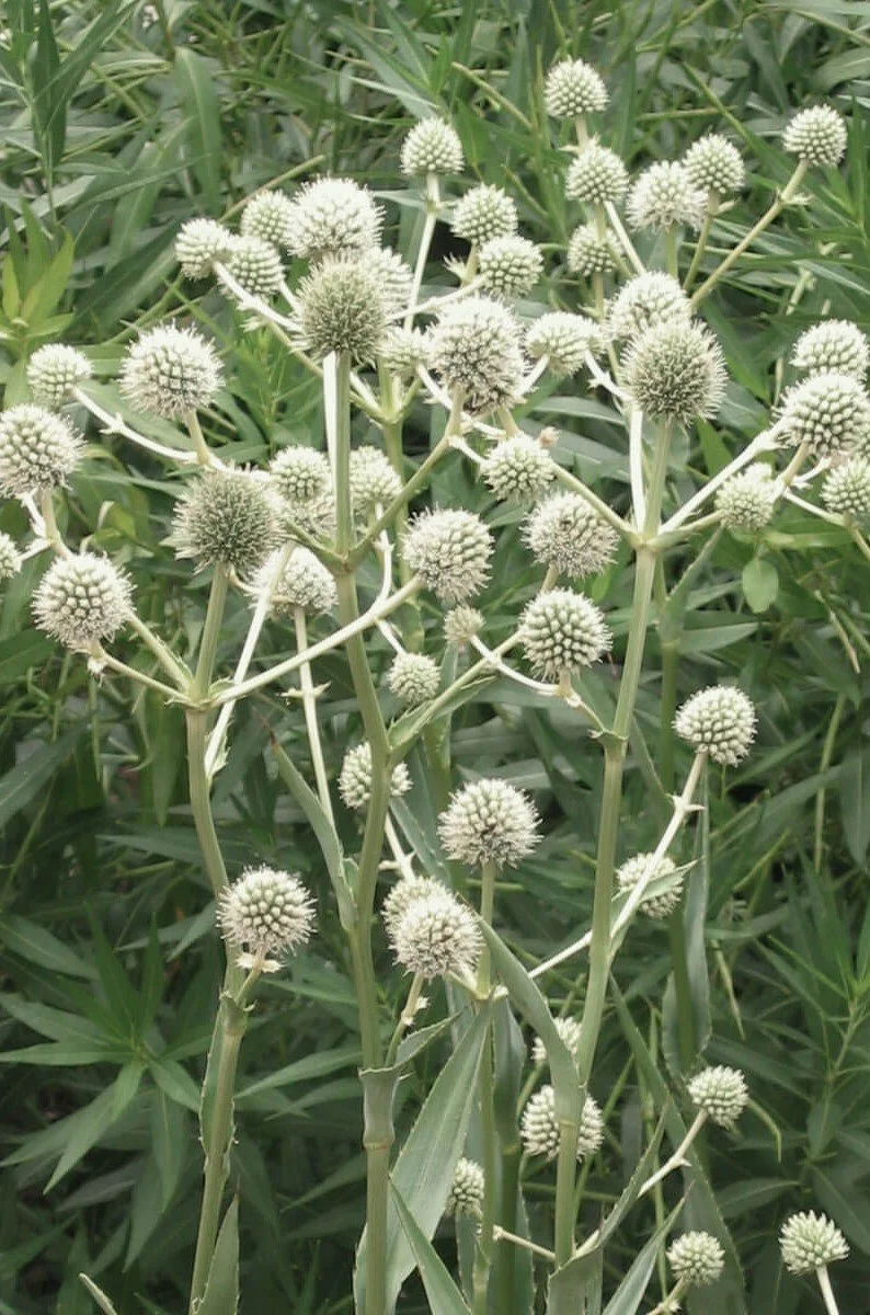 Eryngium yuccifolium.jpg