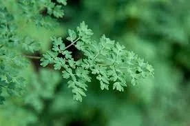 Thalictrum minus adiantifolium.jpg