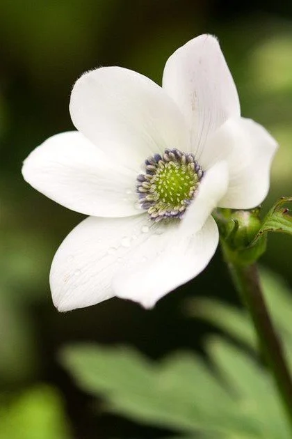 Anemone leveillii.jpg