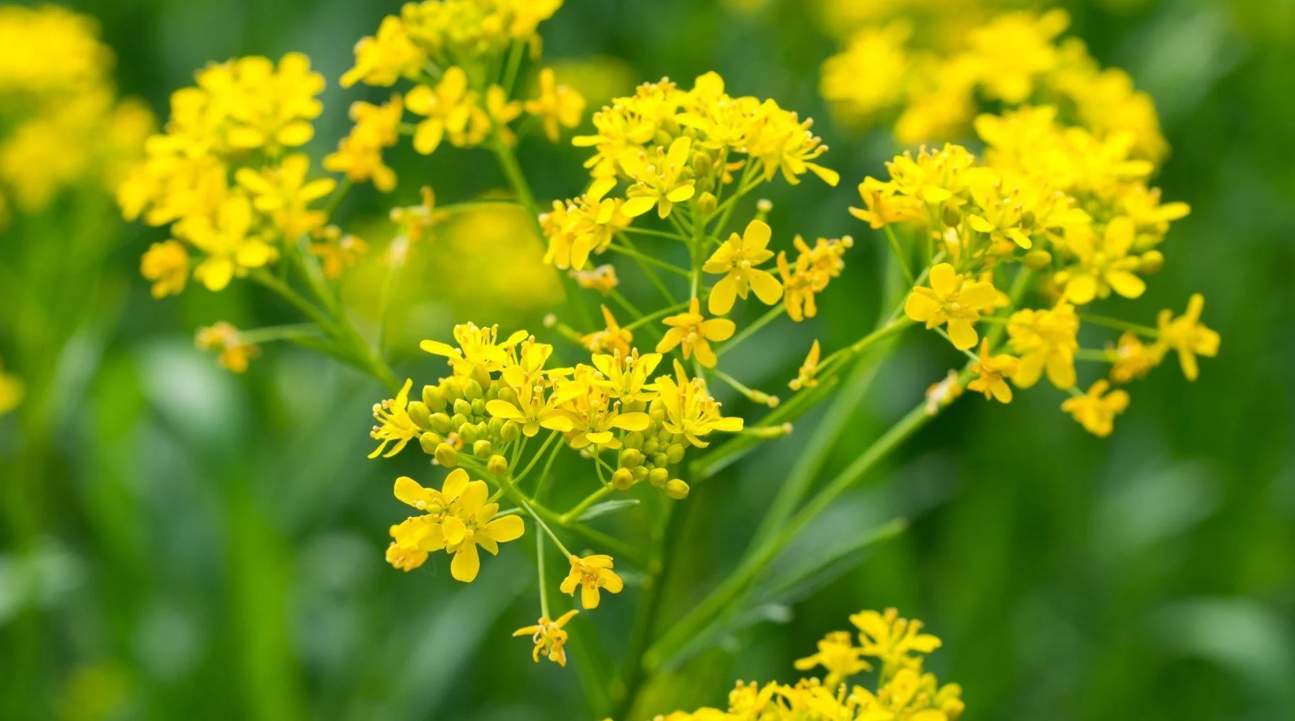 Isatis tinctoria.jpg