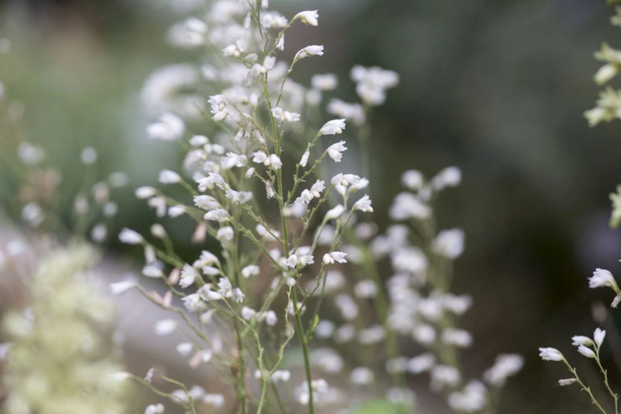 Heuchera sanguinea _White Cloud_.jpg