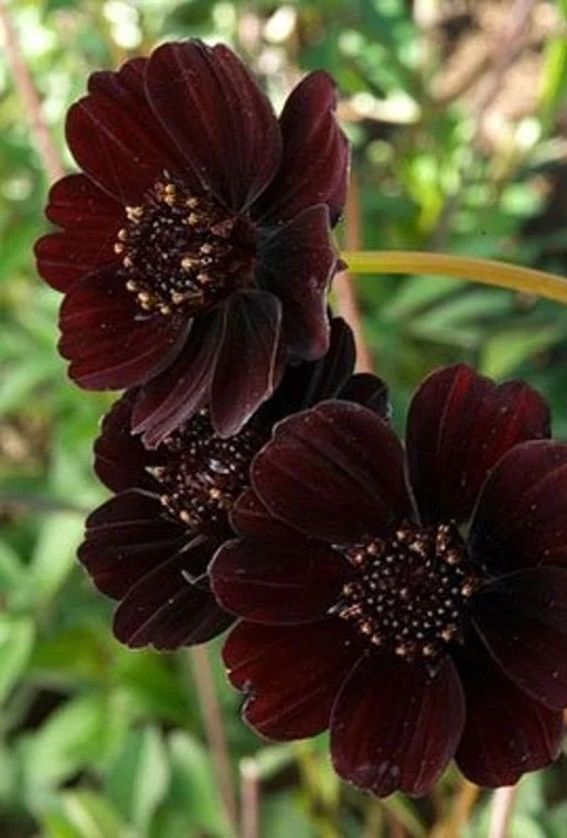Cosmos atrosanguineus _Black Msgic_.jpg