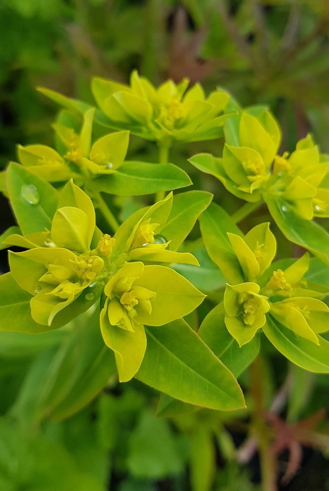 Euphorbia corallioides.jpg