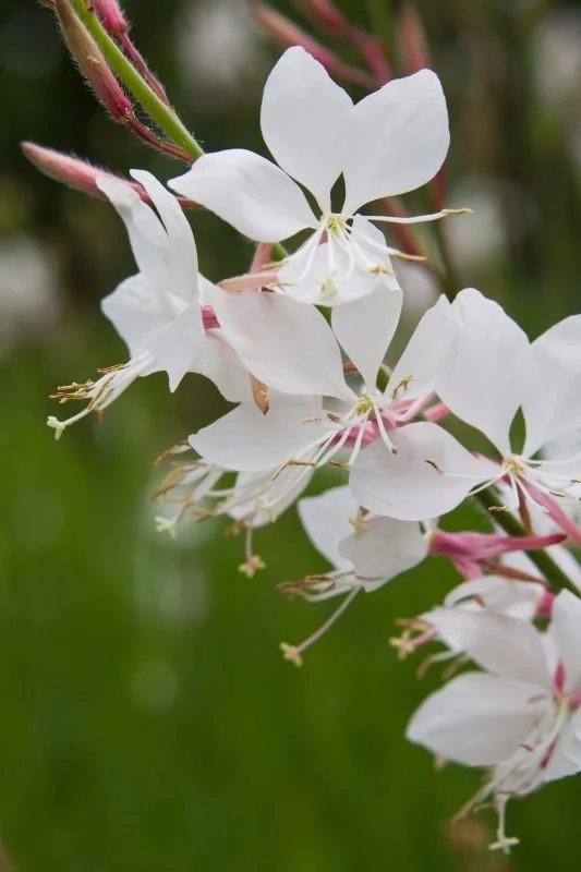 Oenothera lindheimeri _Summer Breeze_.jpg