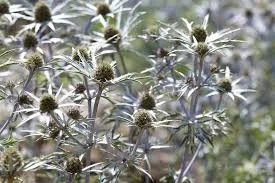 Eryngium variifolium.jpg