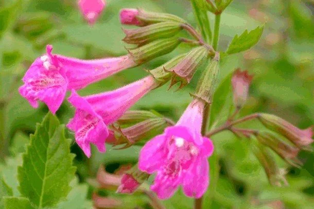 Calamintha grandiflora (2).jpg