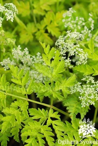 Anthriscus sylvestris _Golden Fleece_.jpg