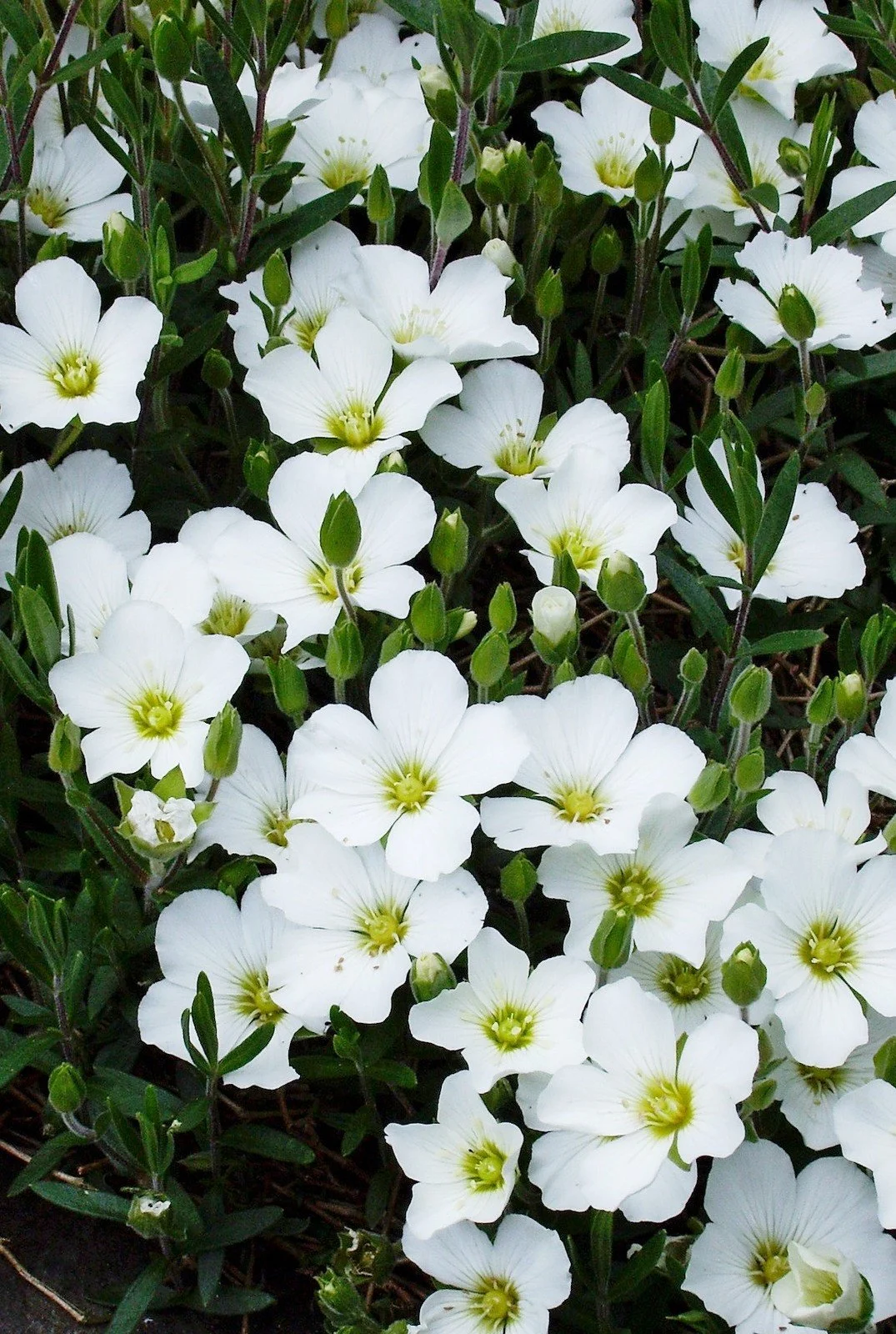 Arenaria montana.jpg