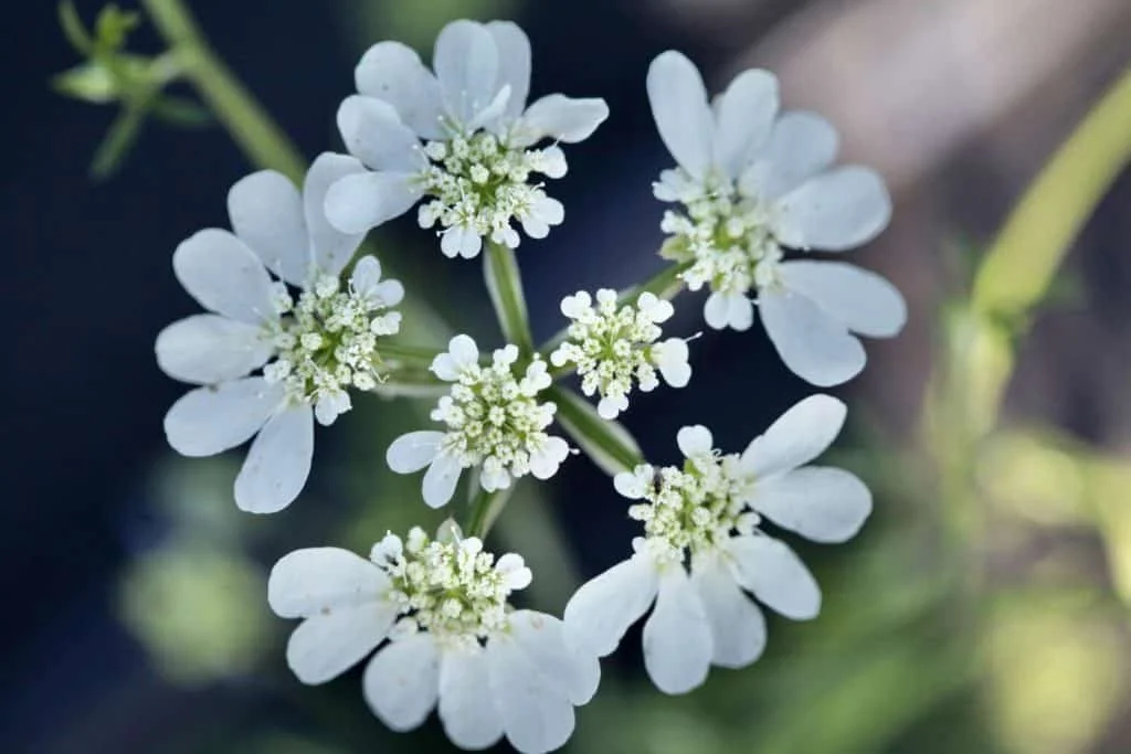 Orlaya grandiflora.jpg