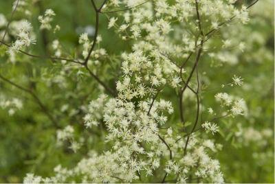 Thalictrum polygamum 3.jpg