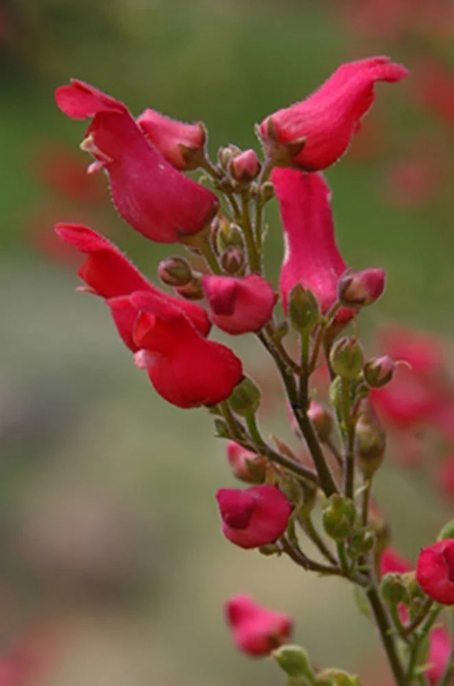Scrophularia macrantha.jpg