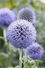 Echinops bannaticus _Blue Glow_.jpg