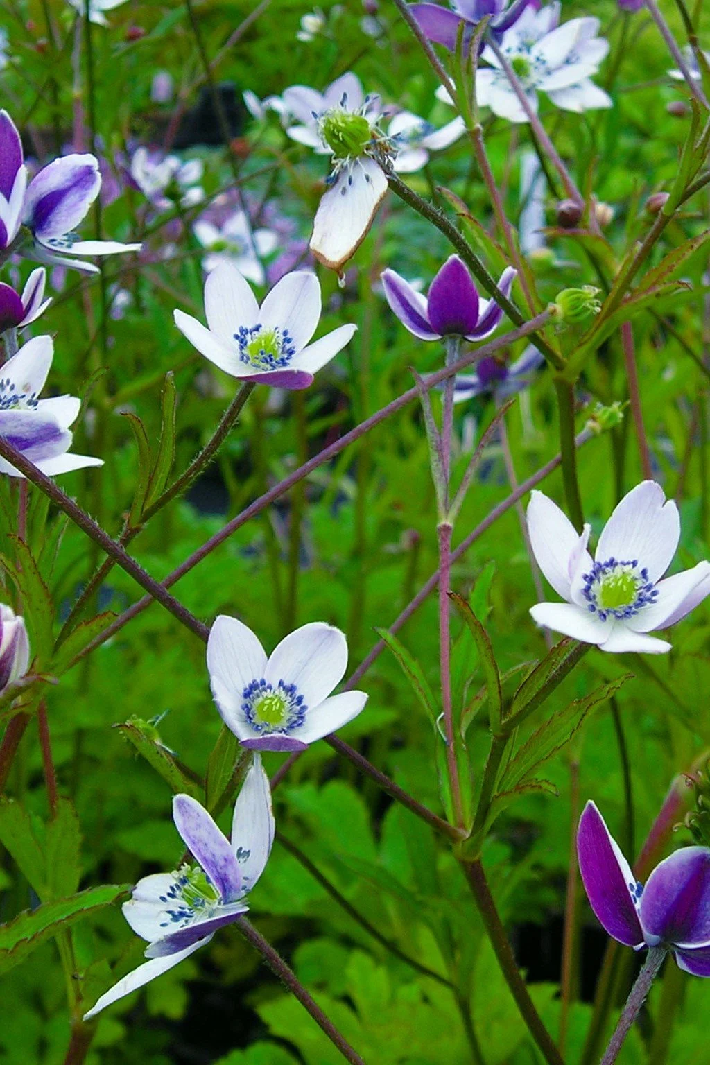 Anemone rivularis.JPG