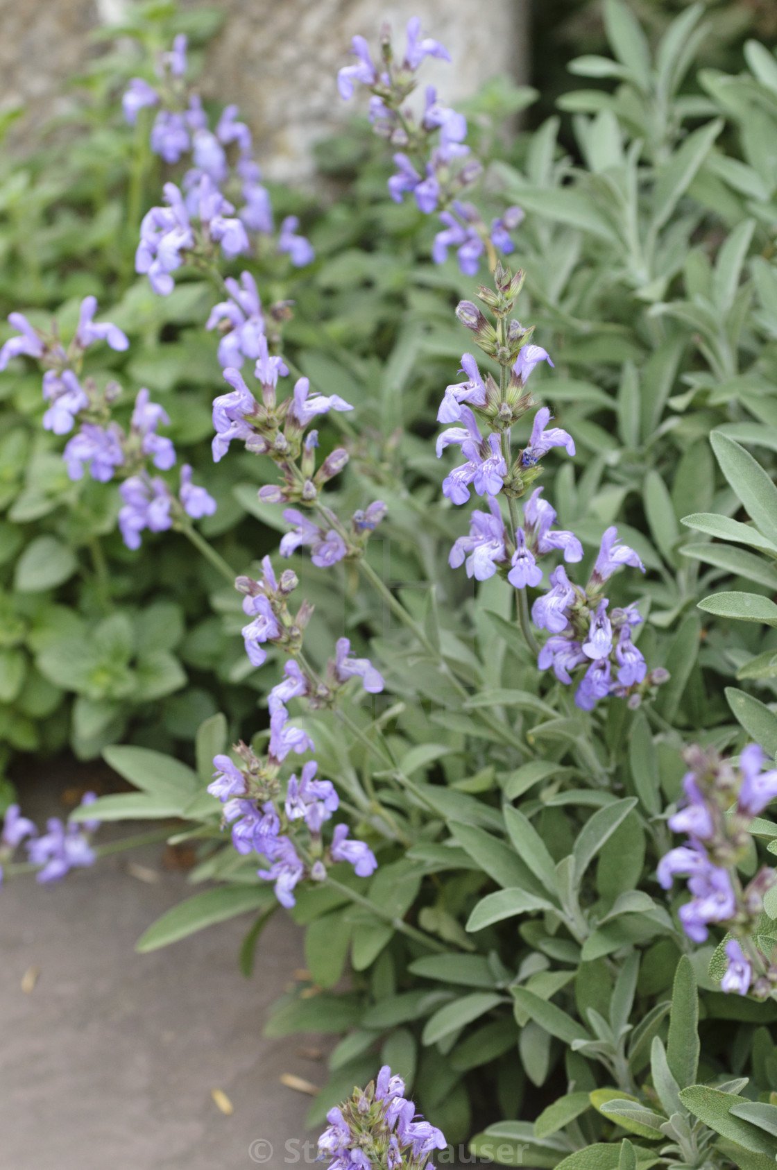 Salvia lavandulifolia.jpg