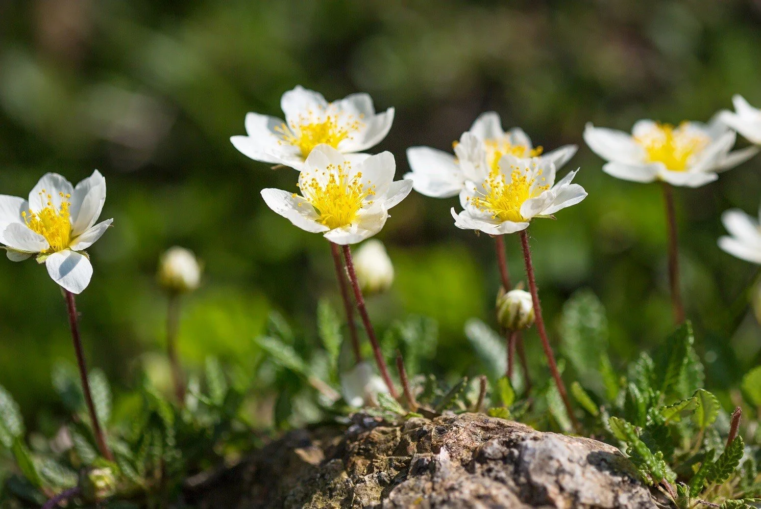 Dryas octopetala