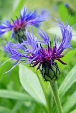 Centaurea montana.jpg