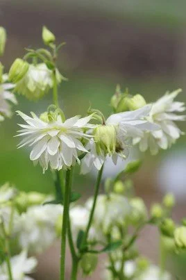 Aquilegia vulgaris stellata _White Barlow_.jpg