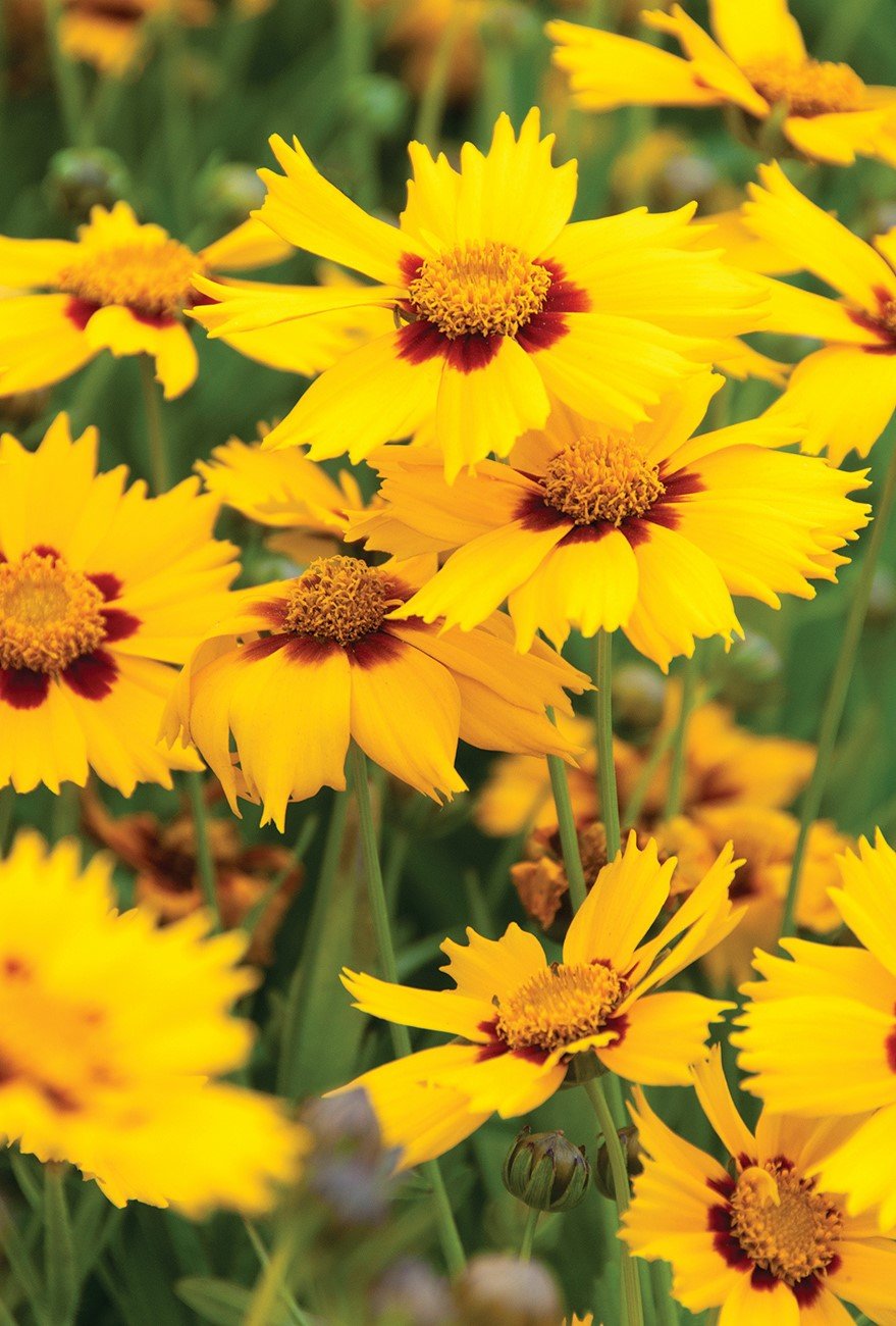 Coreopsis grandiflora _Heliot_.jpg