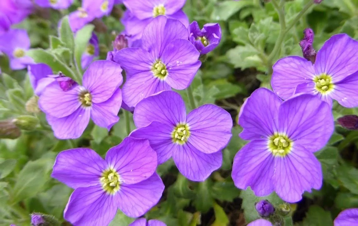 Aubrieta _Royal Cascade Blue_.jpg