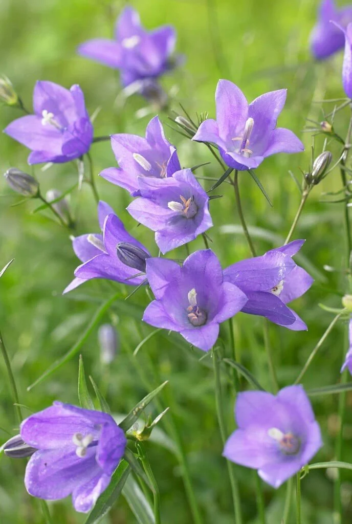 Campanula rotundifolia _Thumbell Blue_.jpg