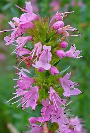 Hyssopus officinalis _Roseus_.jpg