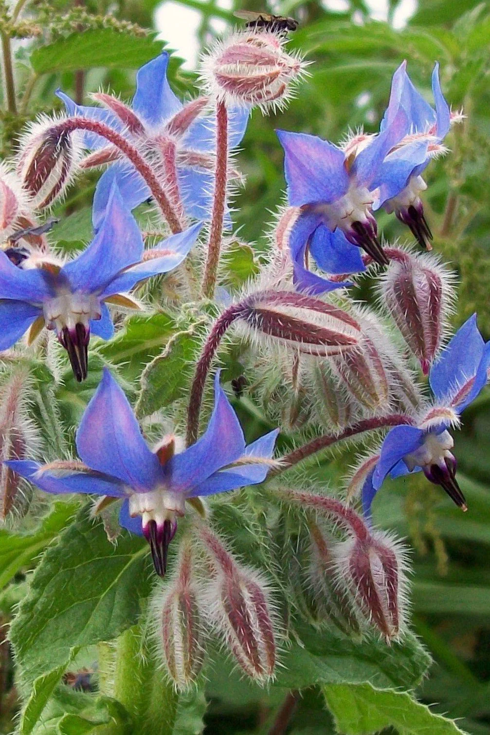 Borago officinalis.jpg