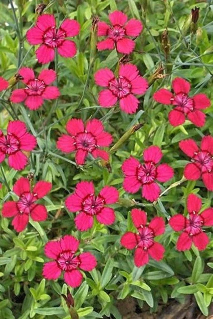 Dianthus deltoides _Brilliant_.jpeg
