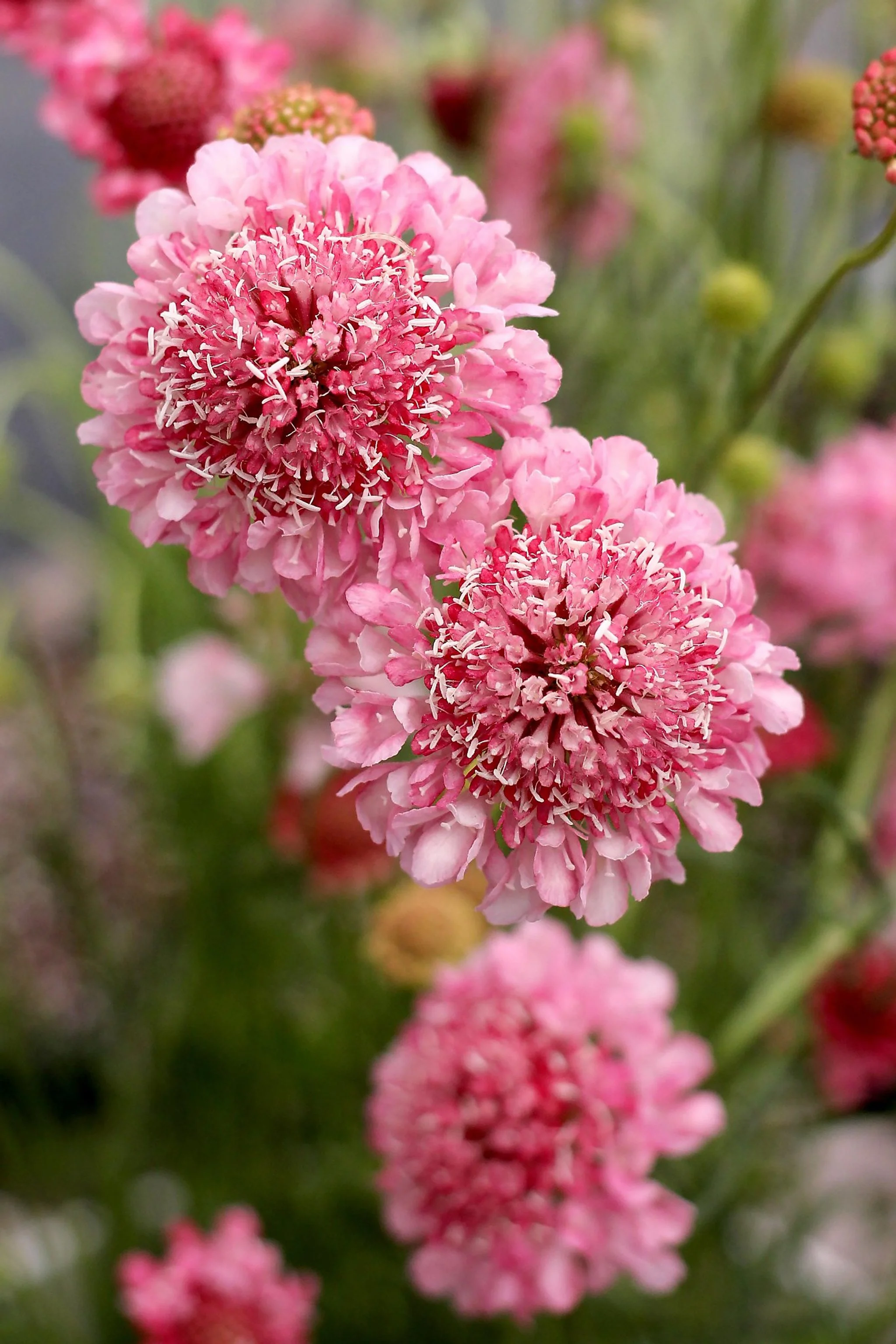 Scabiosa columbaria _Pincushion Pink_.jpg