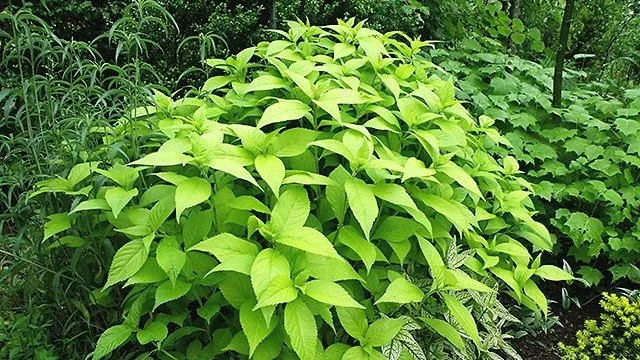 Leucoceptrum japonicum _Aureum_.jpg