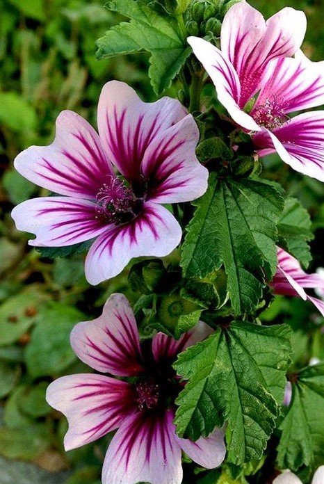 Malva sylvestris mauritiana _Zebrina_.jpg