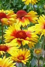 Gaillardia grandiflora _Amber Wheels_.jpg