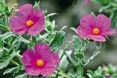 Cistus incanus tauricus.jpg