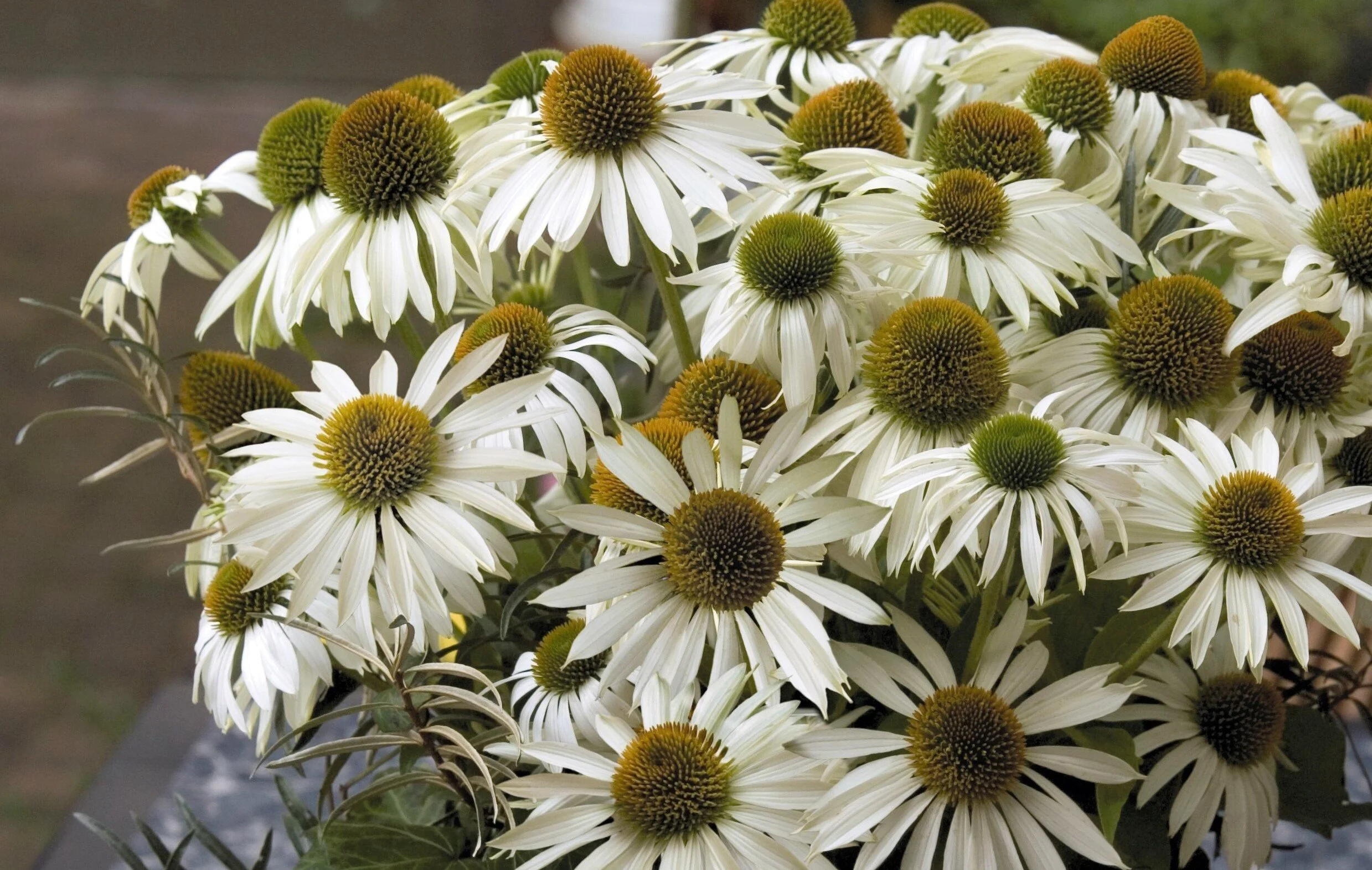 Echinacea purpurea _Primadonna White_.jpg