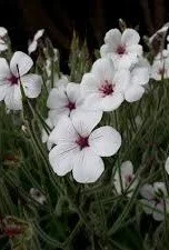 Geranium maderense _Guernsey White_.jpg