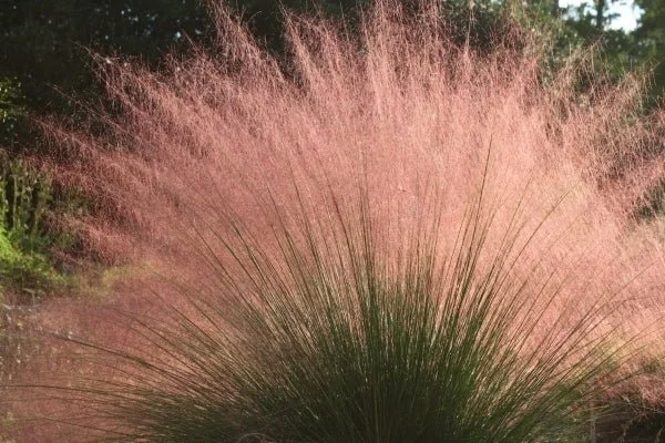 Muhlenbergia capillaris.jpg