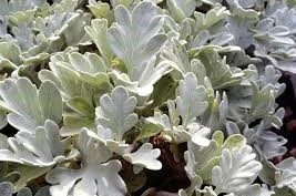 Artemisia stelleriana _Boughton Silver_.jpg