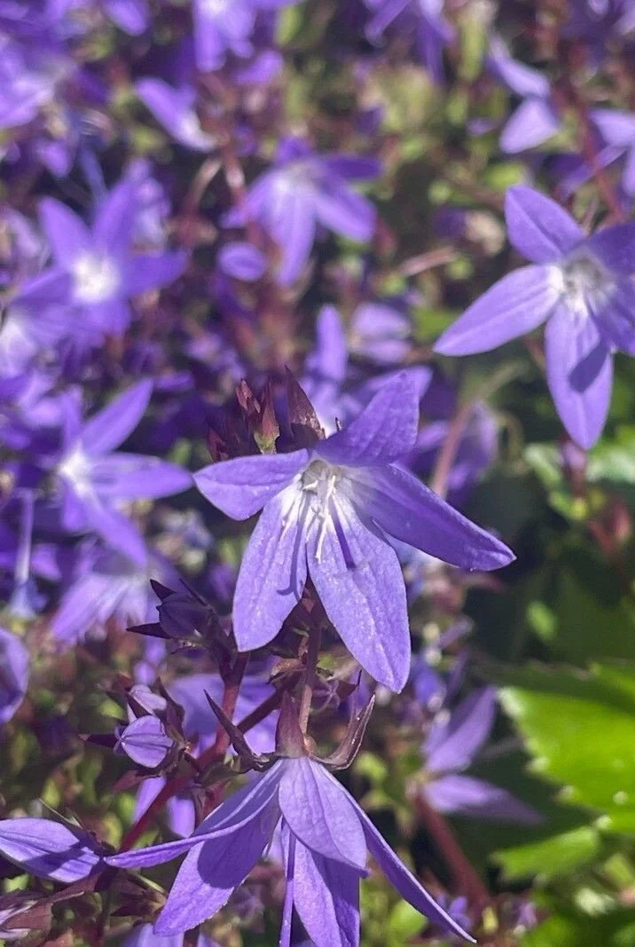 Campanula garganica.jpg