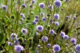 Succisa pratensis.jpg