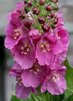 Verbascum phoenicium _Rosetta_.jpg
