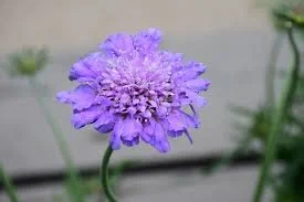 Scabiosa columbaria 'Pincushion Blue'