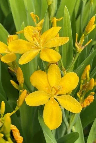 Iris _Hello Yellow_.jpg