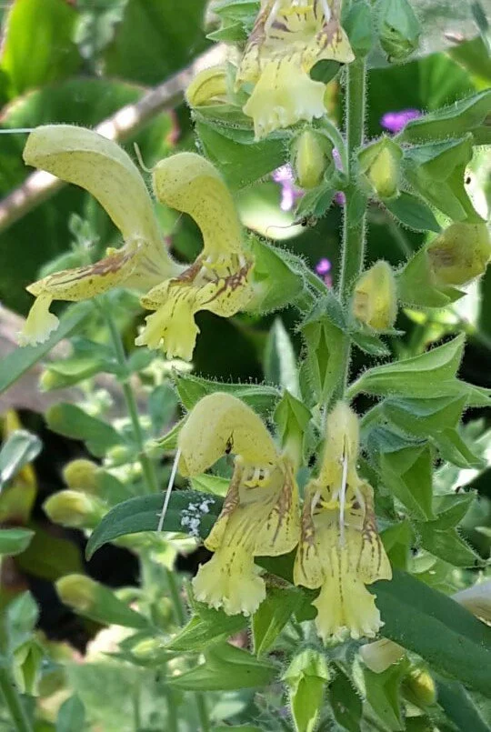 Salvia glutinosa.jpeg