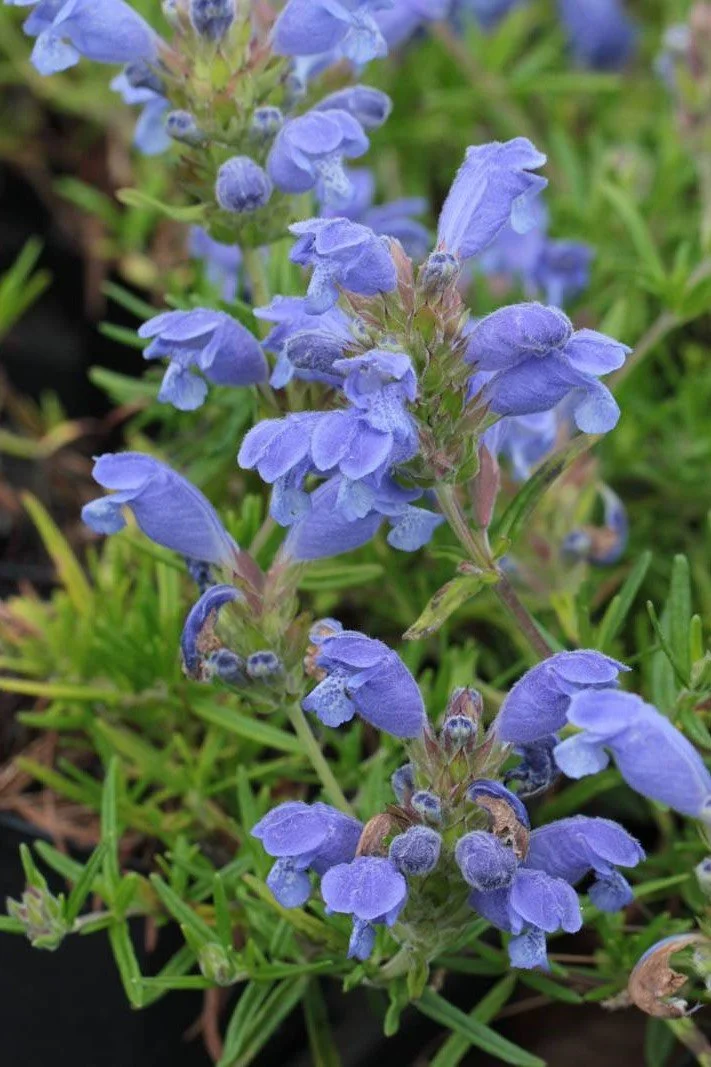 Dracocephalum argunense _Fuji Blue_.jpg