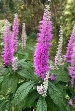 Elsholtzia stauntonii.jpg