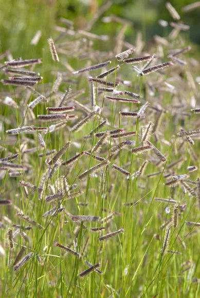 Bouteloua gracilis _Bad River_.jpg